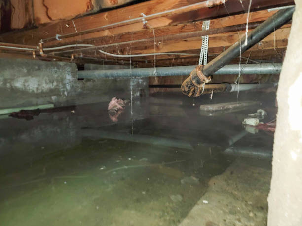 Best Water damage mitigation services  in Carolina Beach, NC
